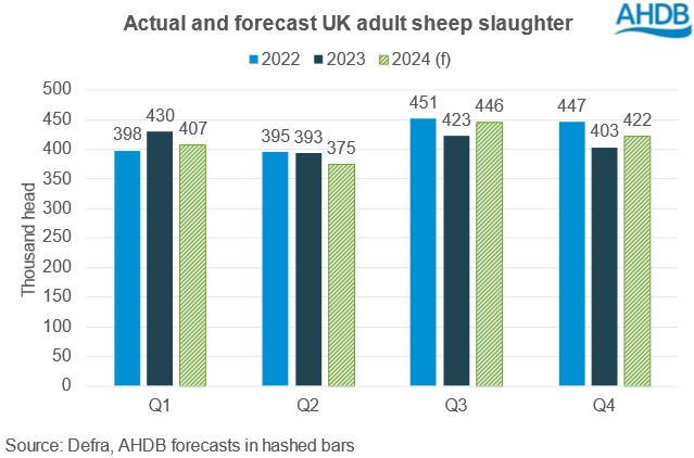 Graph showing UK adult sheep kill and 2024 forecast